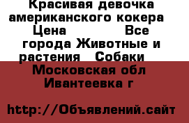 Красивая девочка американского кокера › Цена ­ 35 000 - Все города Животные и растения » Собаки   . Московская обл.,Ивантеевка г.